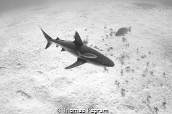 A reef shark checks us out in the Bloody Bay marine park,... by Thomas Pegram 